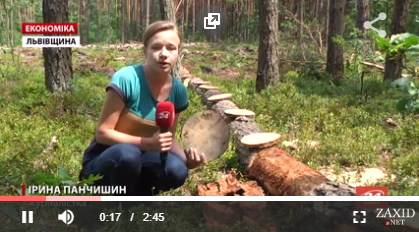 Лісники зафіксували масове всихання соснових дерев на Львівщині