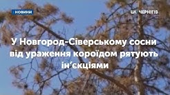 У Новгород-Сіверському сосни від ураження короїдом рятують ін’єкціями